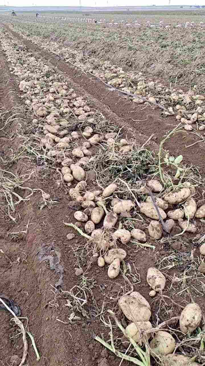 陕西商洛内蒙工地急招万亩土豆捡工生熟手都可一天200到4