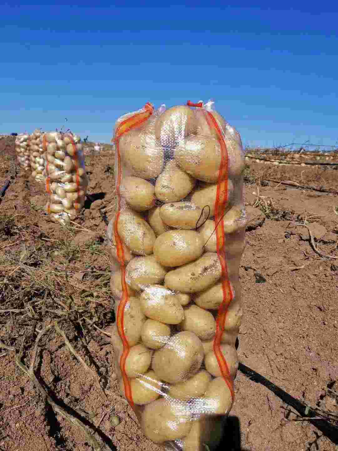 呼和浩特新城区大量招收捡土豆工人,工作地点内蒙古武川县和四子