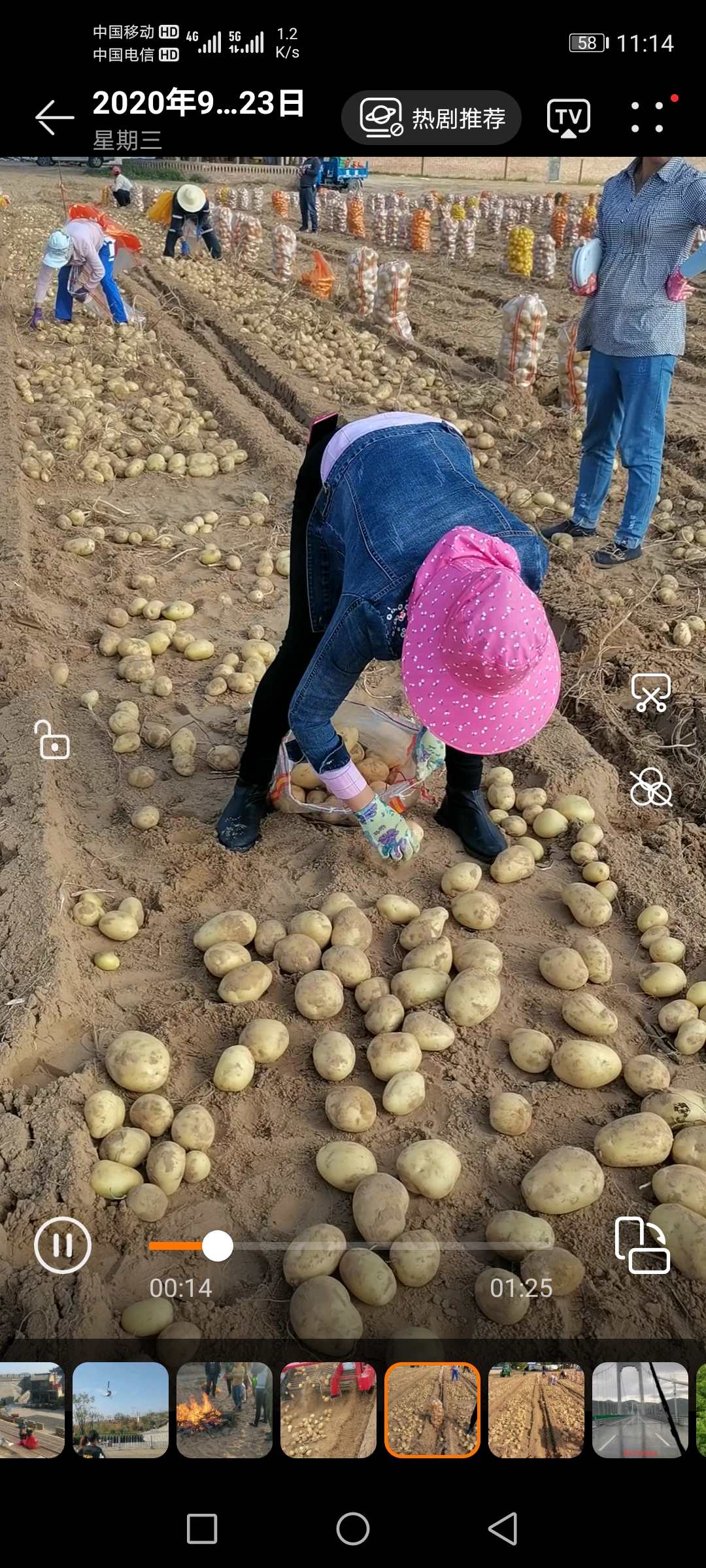 榆林神木市大量招聘捡土豆工人60岁以体健康无三高的工人