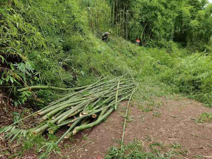 毕节威宁自治县大量招砍竹子工人280一吨过秤