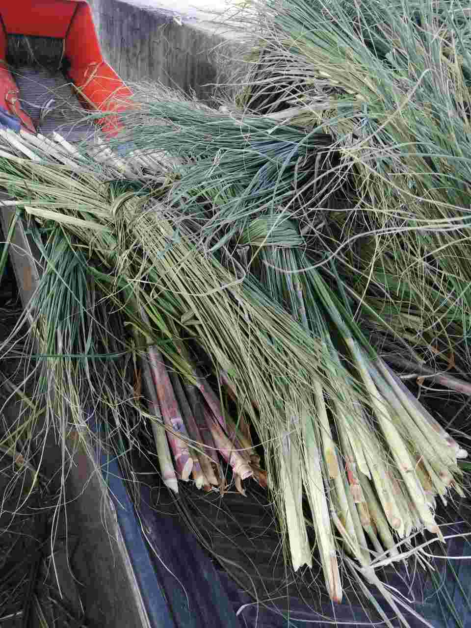 广西河池罗城小长安招夫妻工从事甘蔗尾加工保底3000/月计件