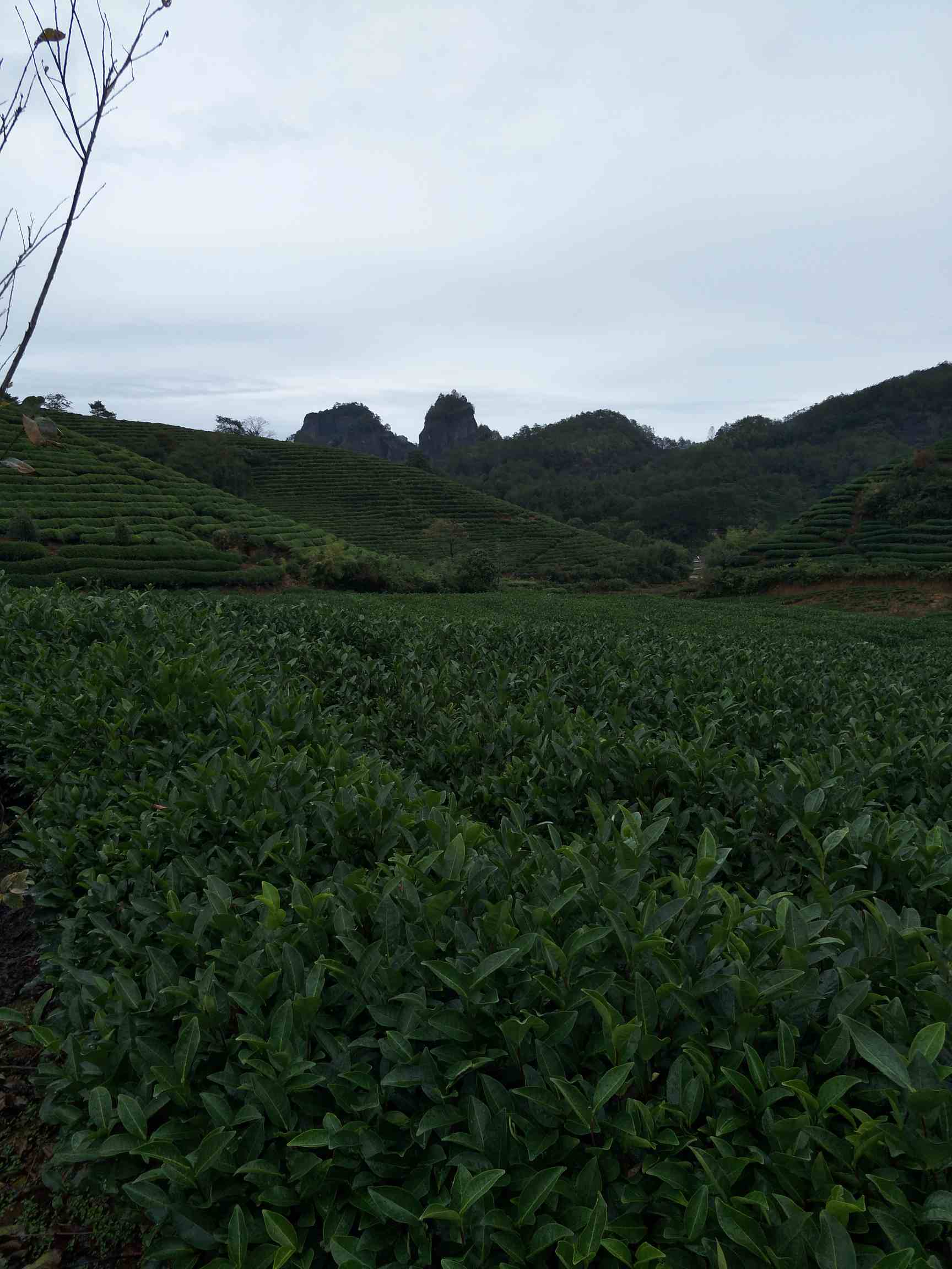 福建南平招采茶叶工60人,男女不限60岁以下年龄.包吃包住