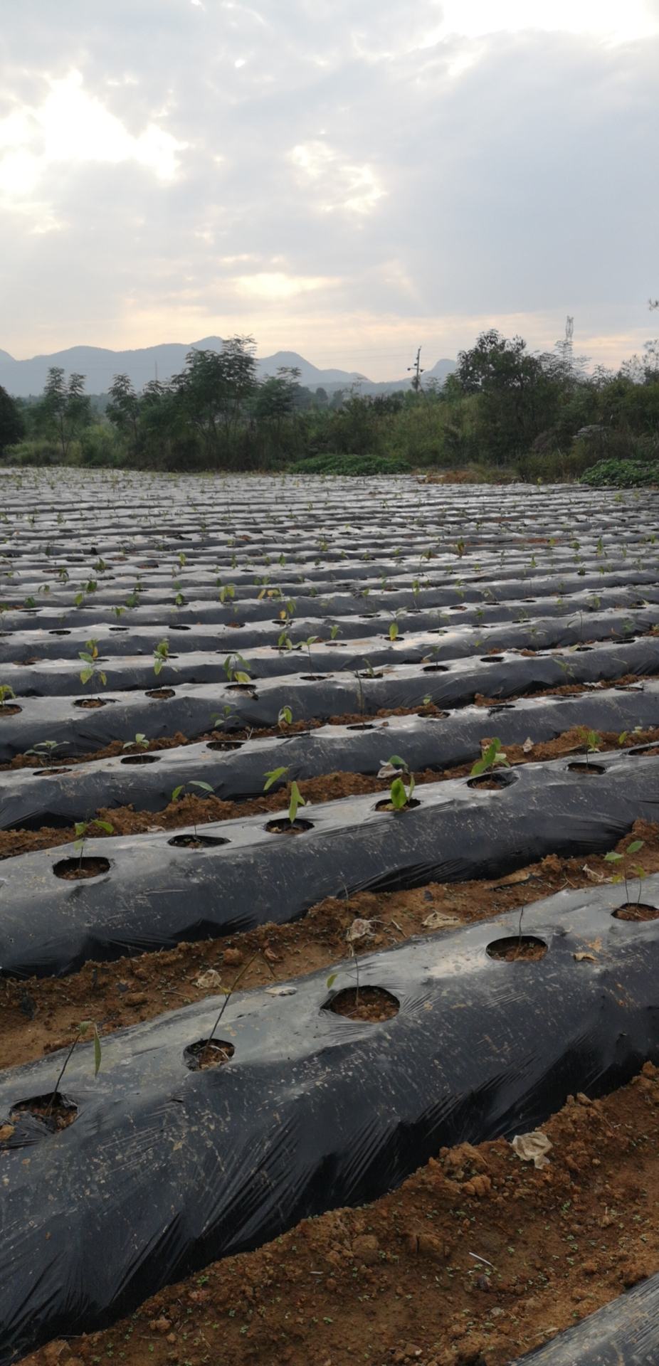桂林全州县全州东山药材种植急招工人两名夫妻档两公婆的