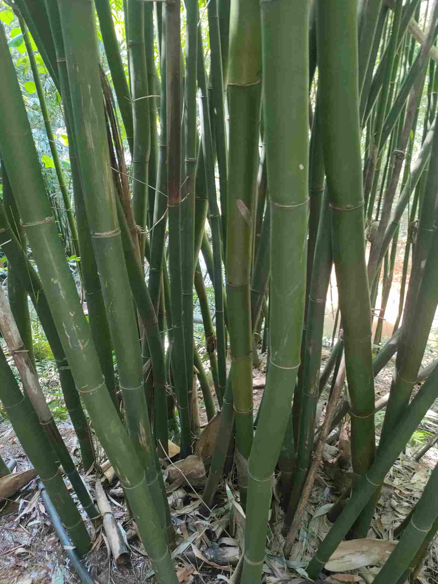 贵州遵义贵州遵义赤水市大量招砍竹