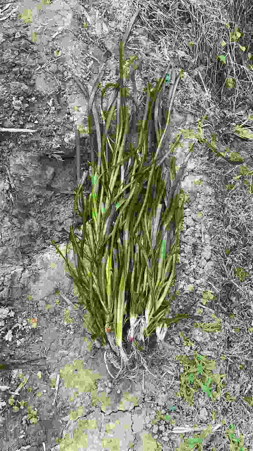 来宾兴宾区招扯草工河里,计件四毛一斤,一般一天能干的都有七八