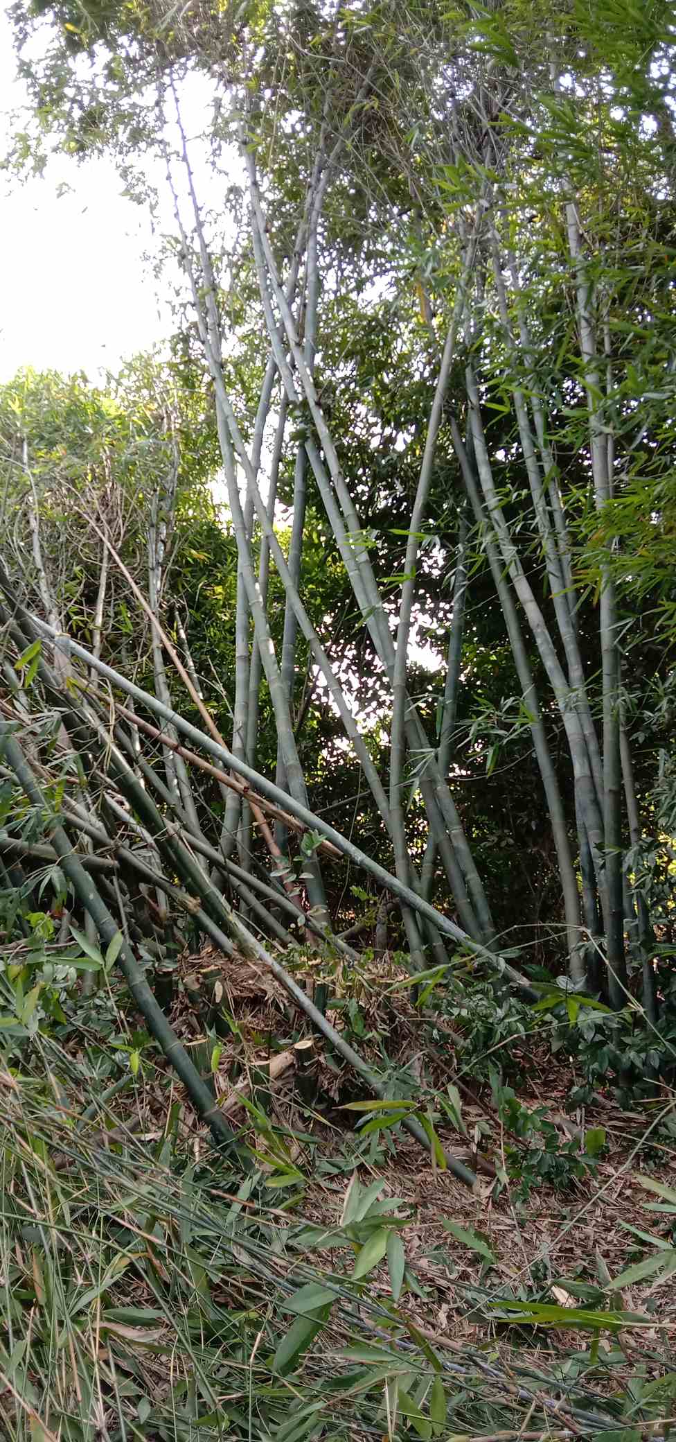 广州从化区大量招收砍竹工人,竹子管够,包住,过磅给钱.做满一