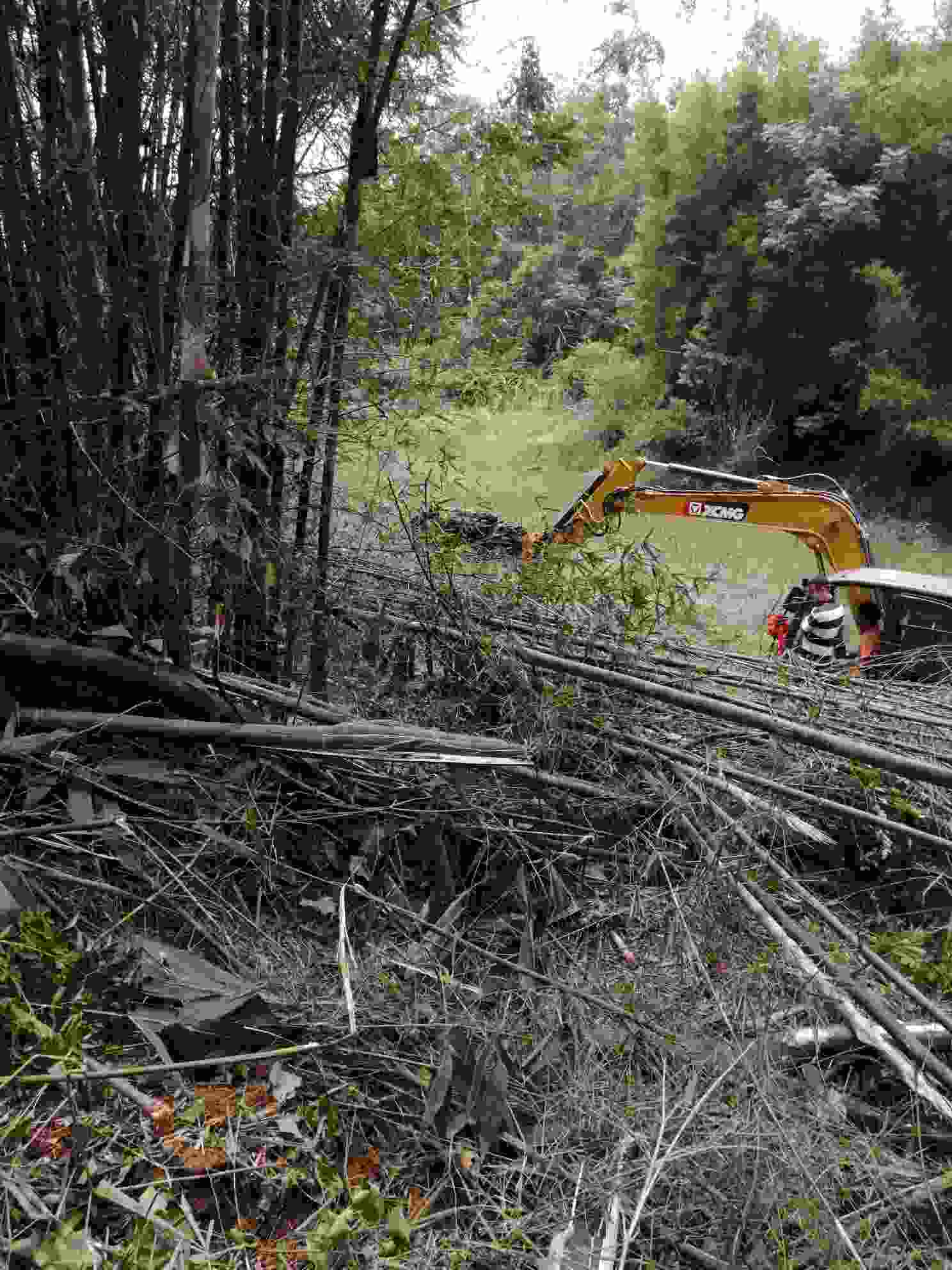 广西柳州柳州柳东新区招20人砍竹子180一吨有夹机装车