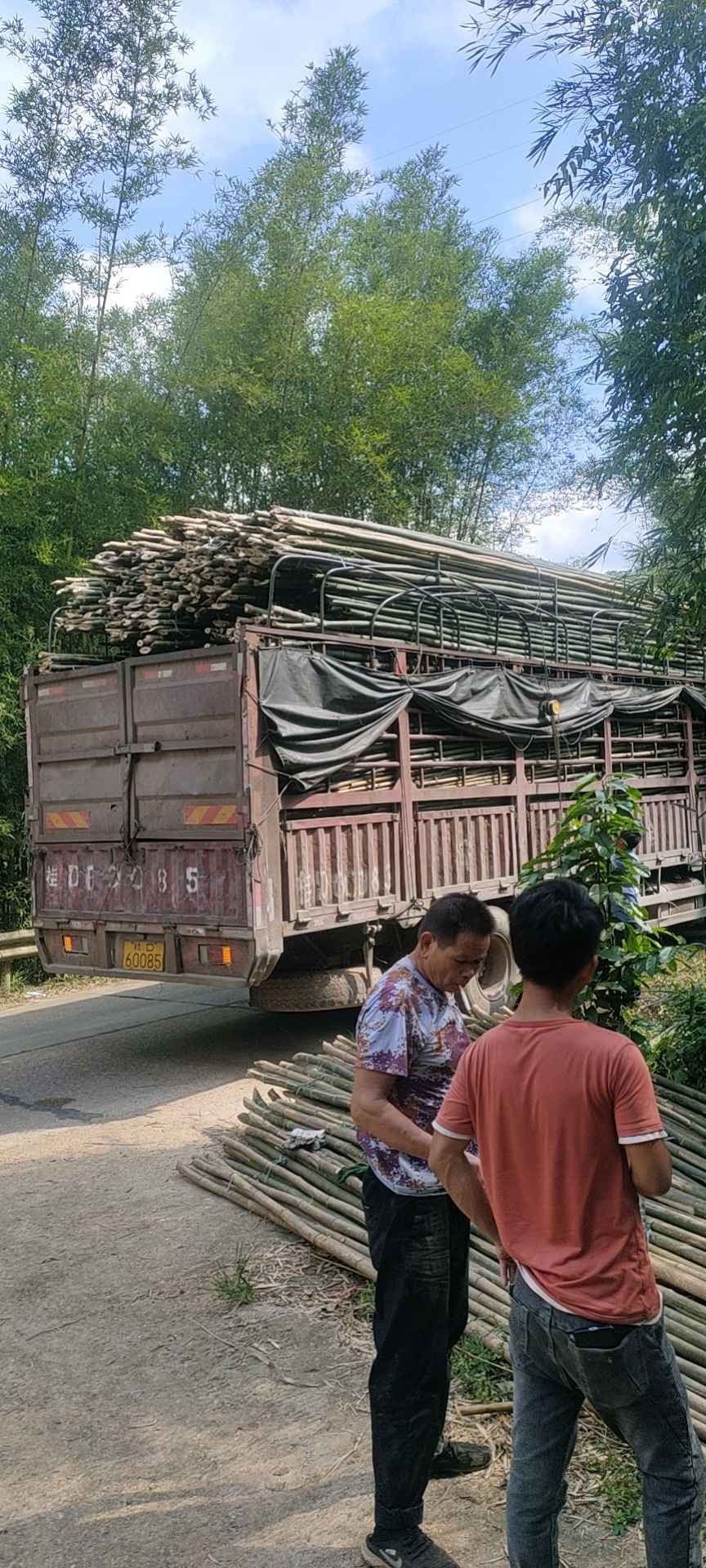 賀州昭平縣砍竹工,砍排山竹(撐高竹)按條計算工錢