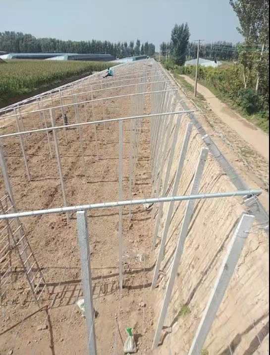 周口郸城县20万米土墙温室大棚招专业队伍非专业勿扰