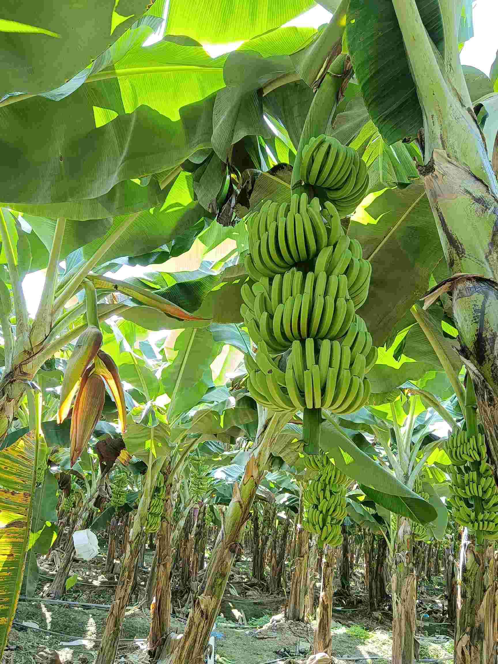 西双版纳景洪市勐海县布朗山乡香蕉**需要5—6个套袋工人