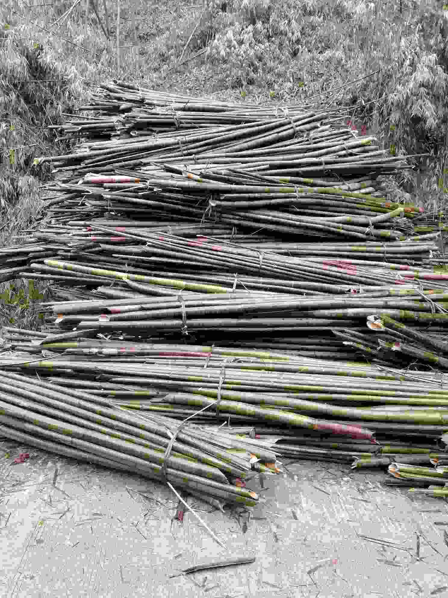 重庆北碚区大量招砍竹子伐木工人