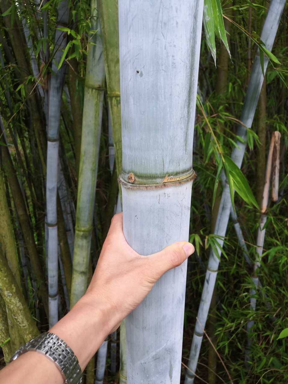 广西南宁砍竹子