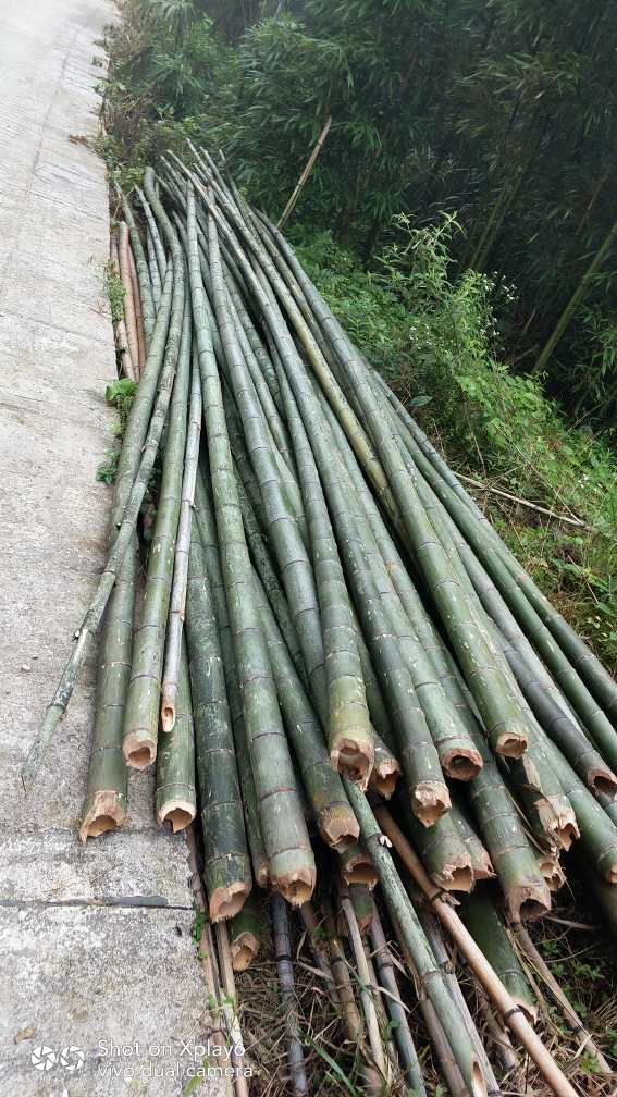 贵州遵义招砍楠竹30人,计件,4