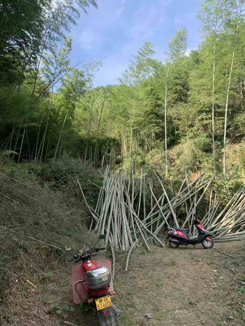 株洲渌口区砍竹子的流程,有经验者优先,230元一吨的,管住不