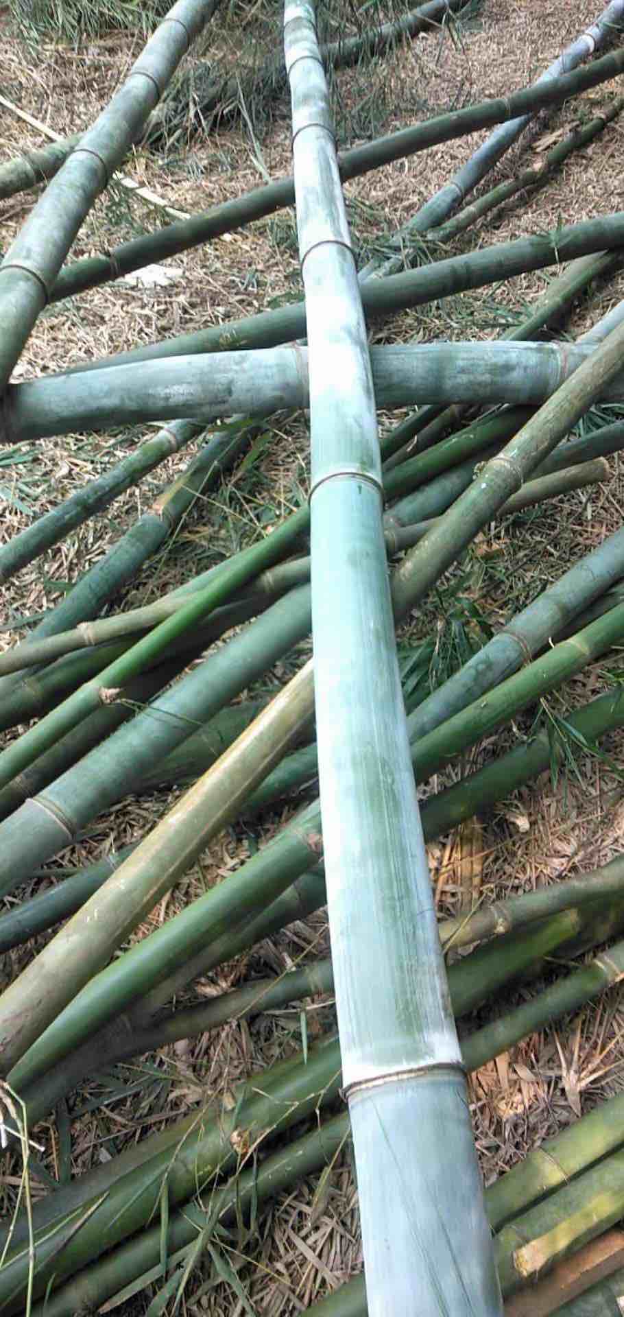 楚雄楚雄市广东省广州市竹林需要砍竹子工人,会使用油锯,能吃苦