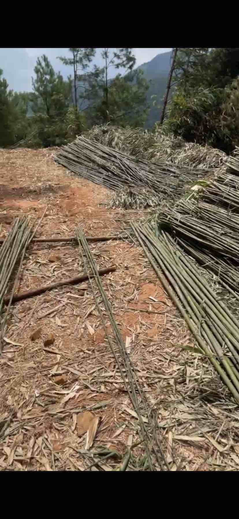 六盤水鐘山區工地在永州,大量招砍竹工人,有二萬多畝苦竹,男女